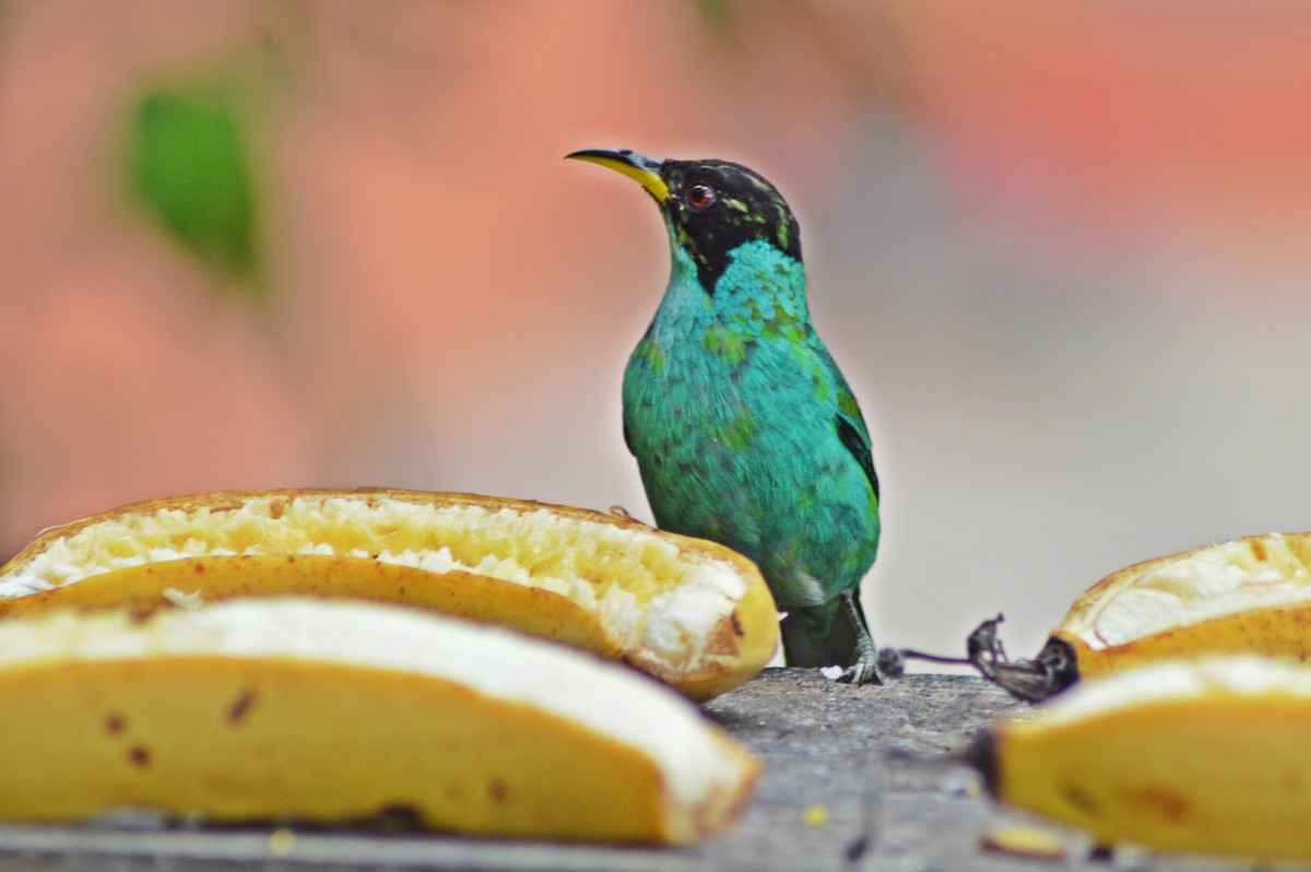 Green Honeycreeper - ML269326831