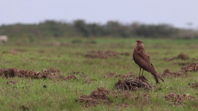 Chimango Caracara - ML269327921