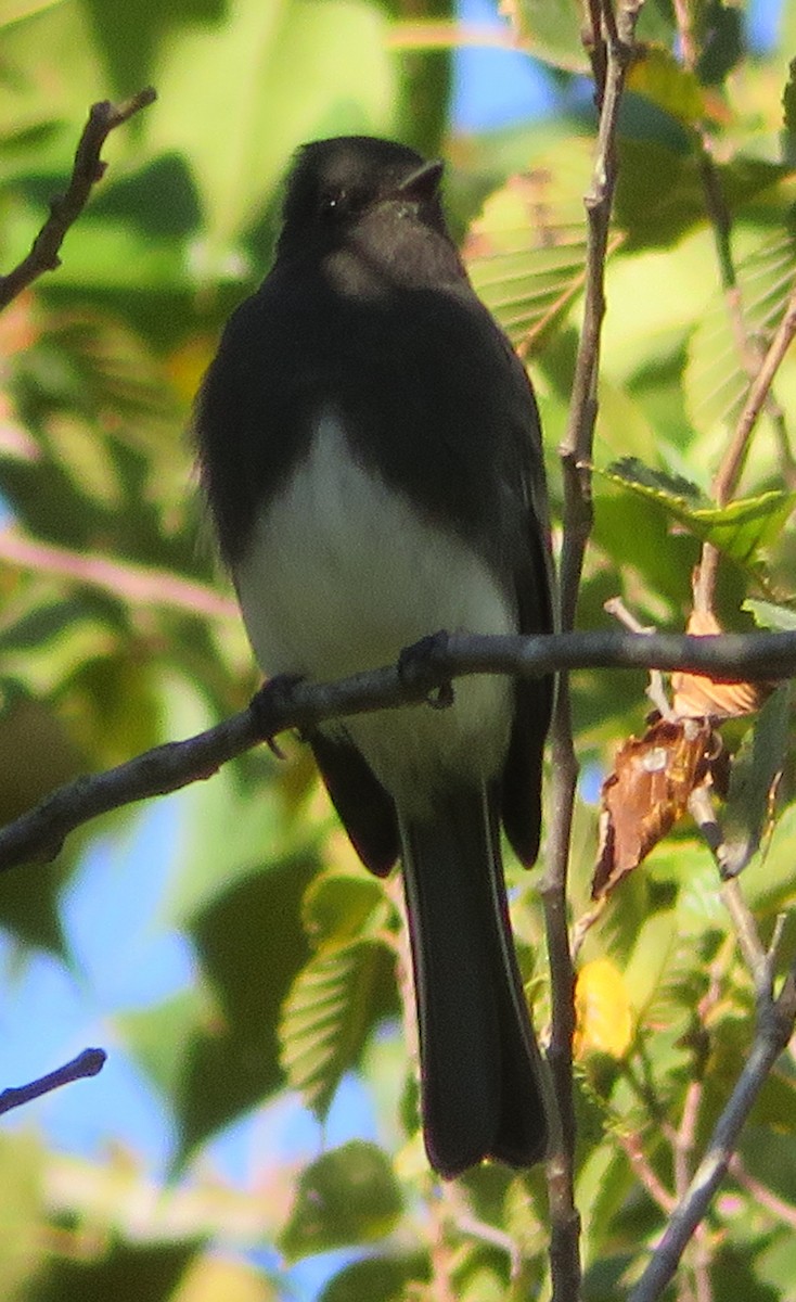 Black Phoebe - ML269328241