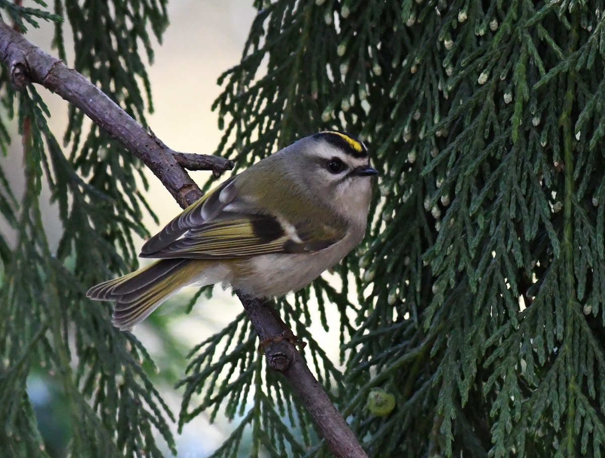 Golden-crowned Kinglet - ML269328581