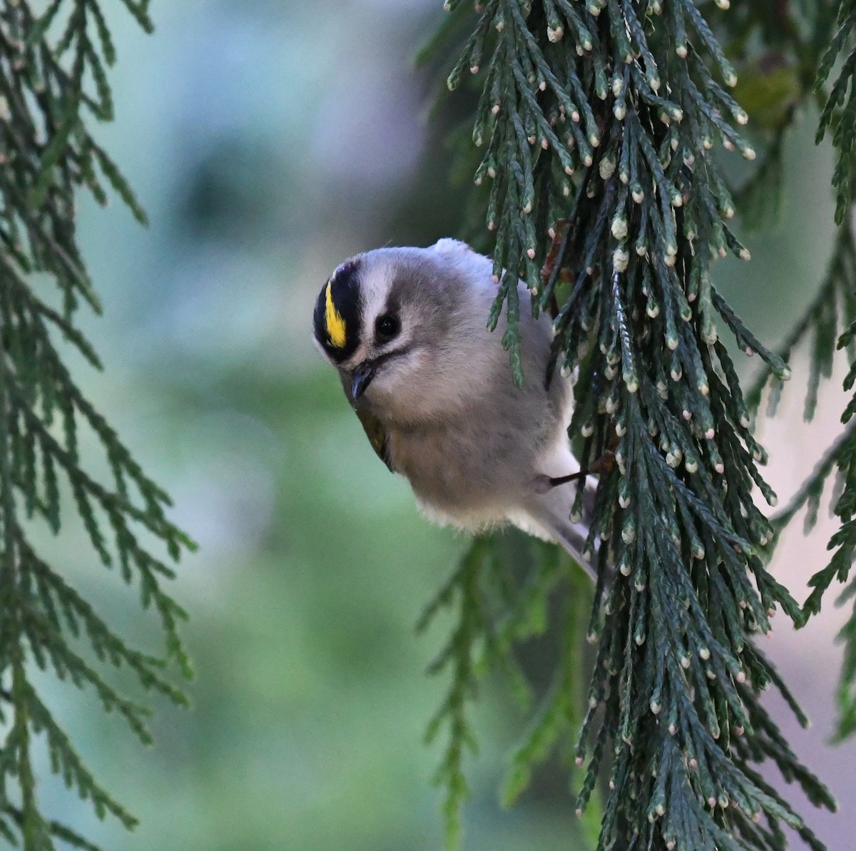 Golden-crowned Kinglet - ML269328591
