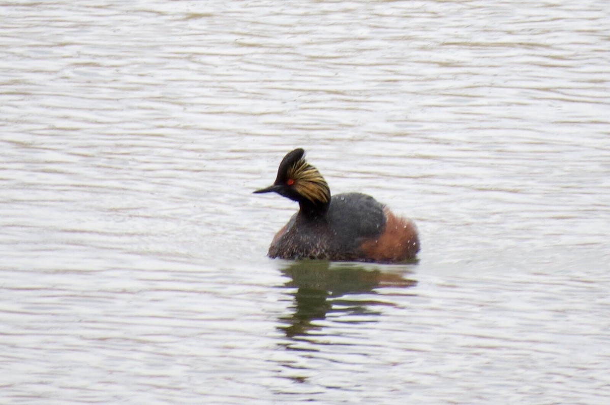 Eared Grebe - ML26932871