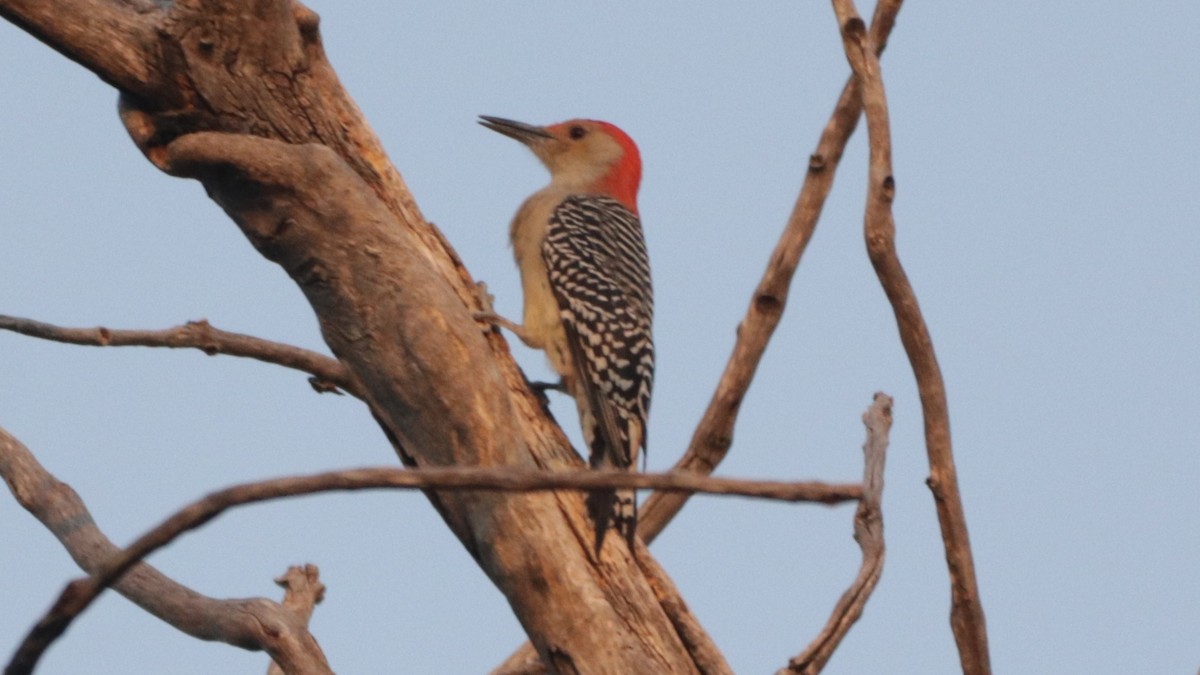 Red-bellied Woodpecker - ML269329001