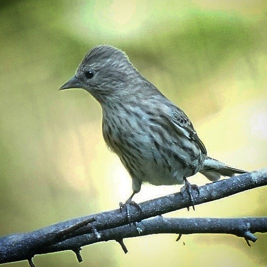 Pine Siskin - ML269329441