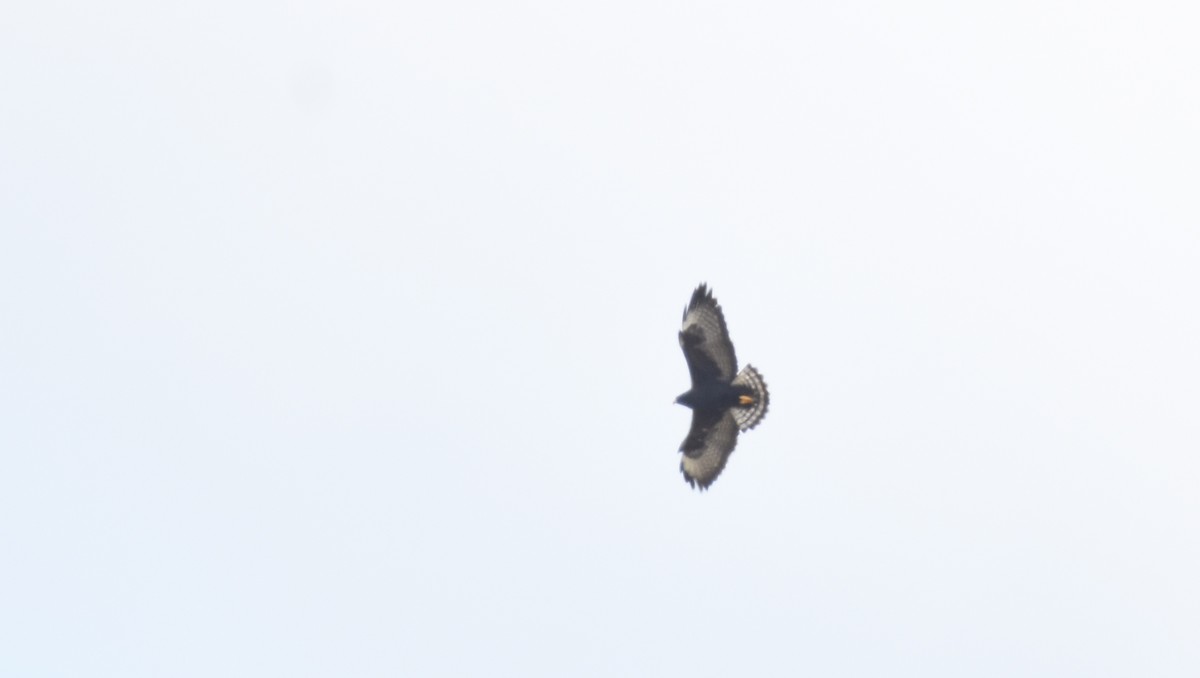 Short-tailed Hawk - ML26932991