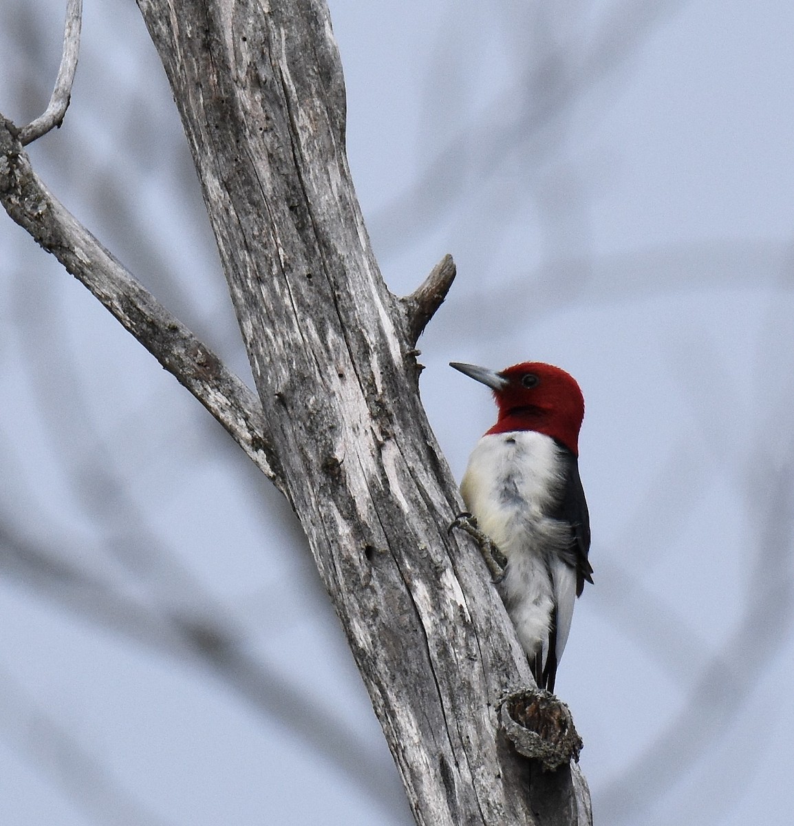 Pic à tête rouge - ML26933111