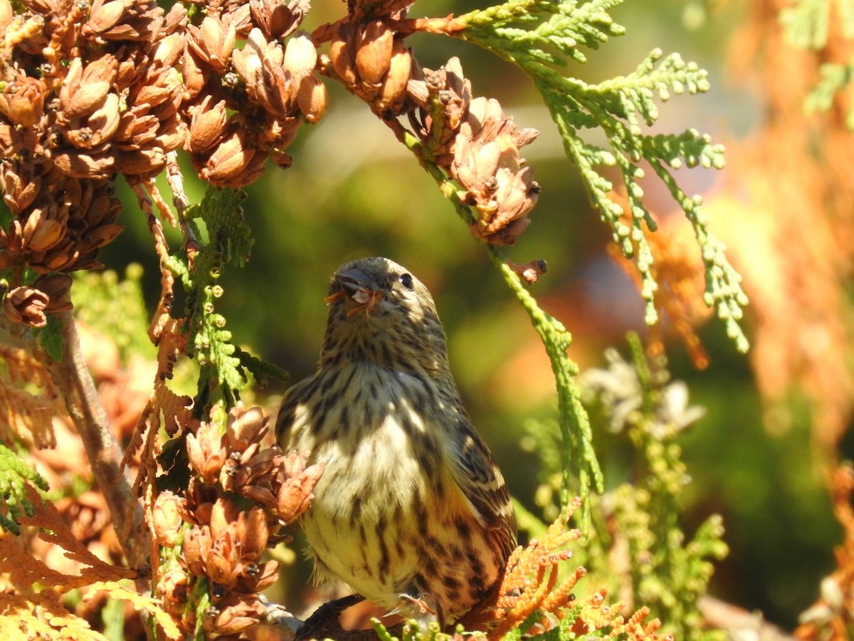 Pine Siskin - ML269331971