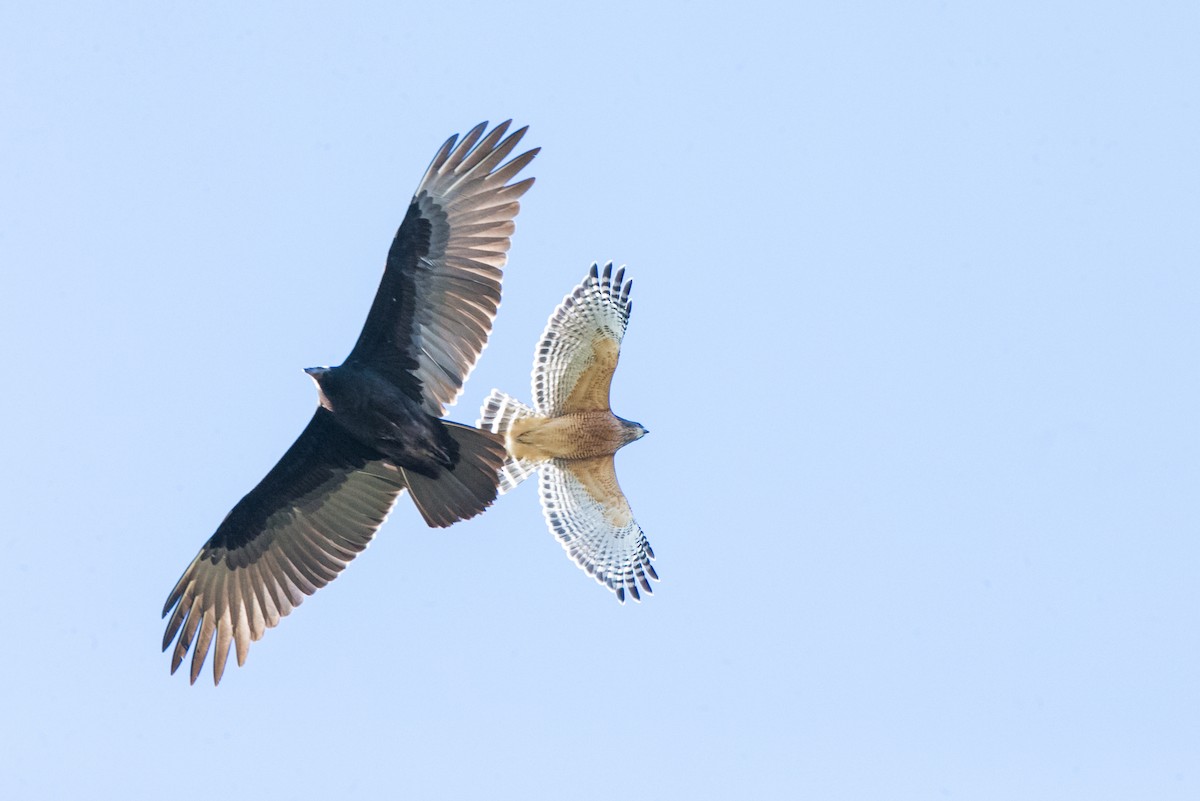 Turkey Vulture - Brandon Holden