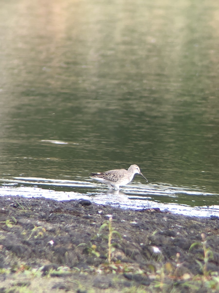 Stilt Sandpiper - ML269335531