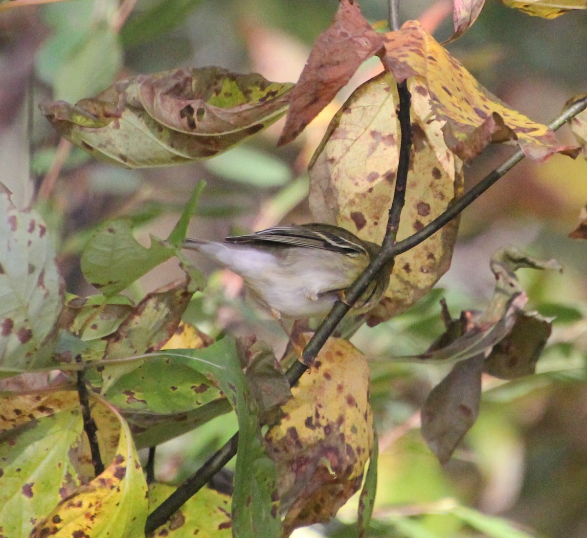 Blackpoll Warbler - ML269336911