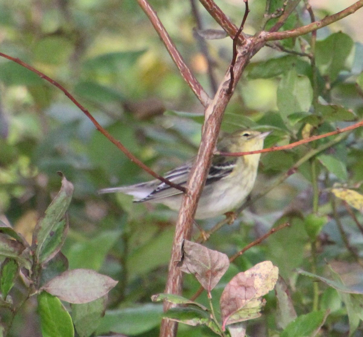 Blackpoll Warbler - ML269336951