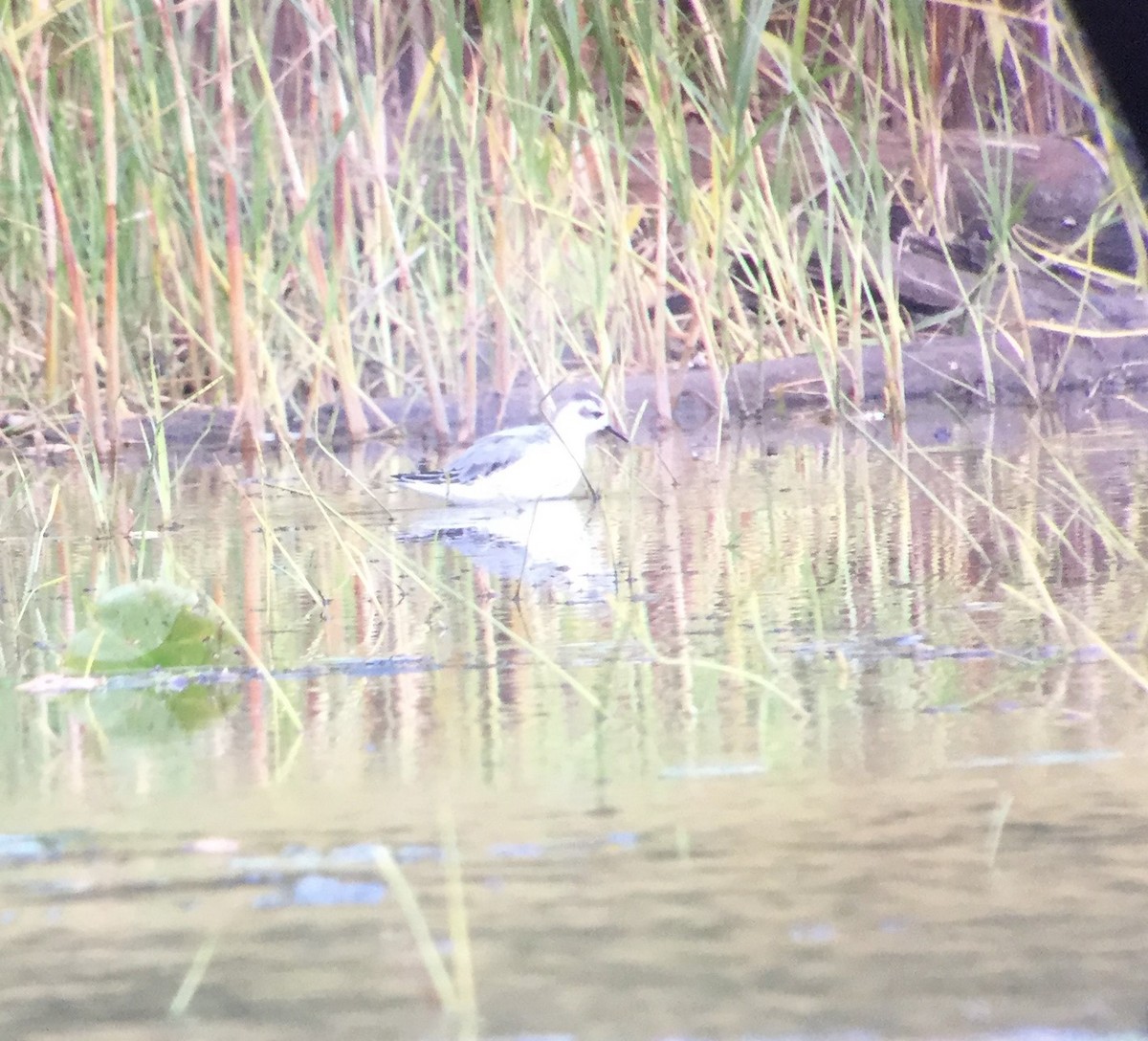 Phalarope à bec large - ML269337711