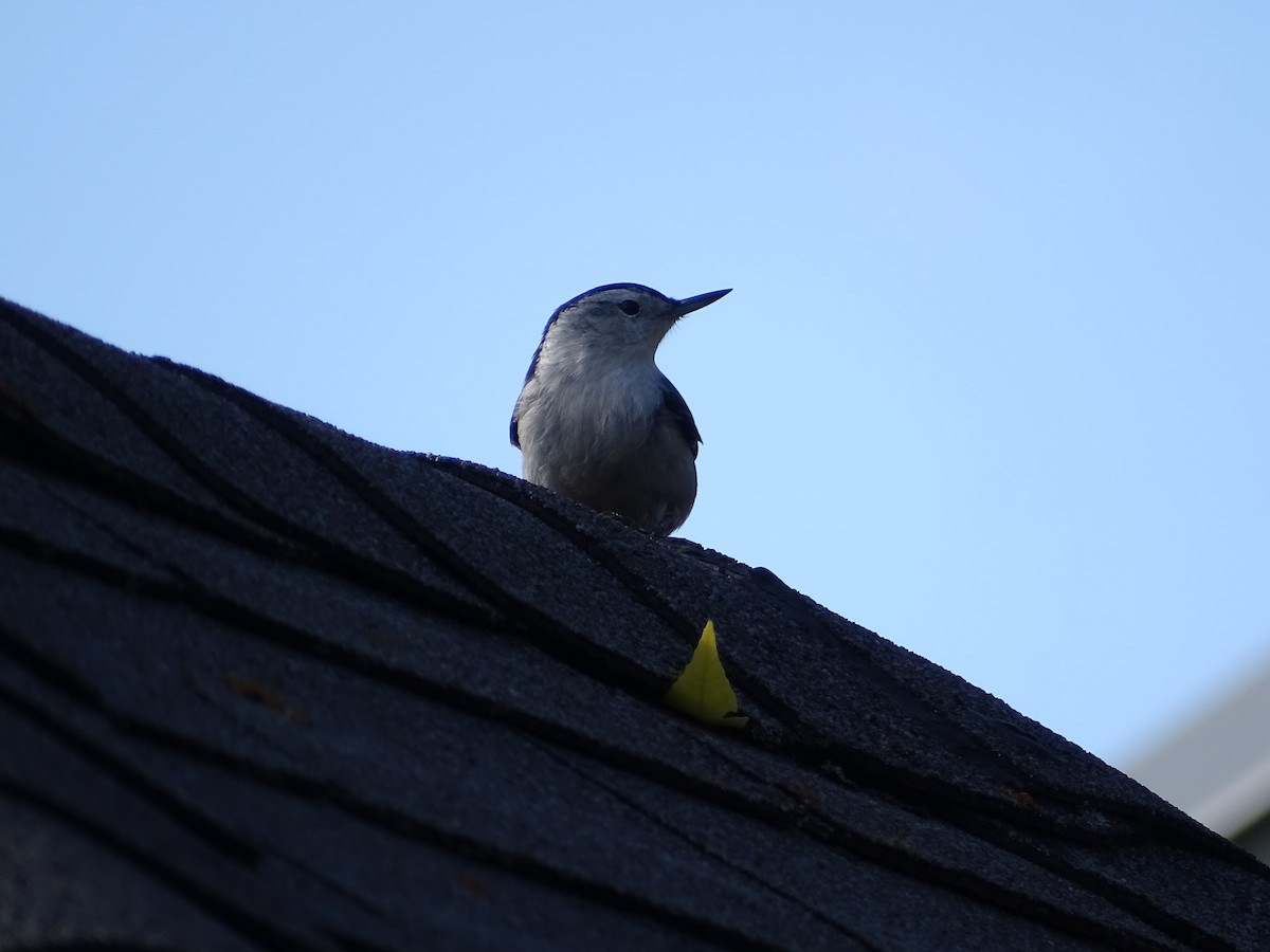 White-breasted Nuthatch - ML269339481