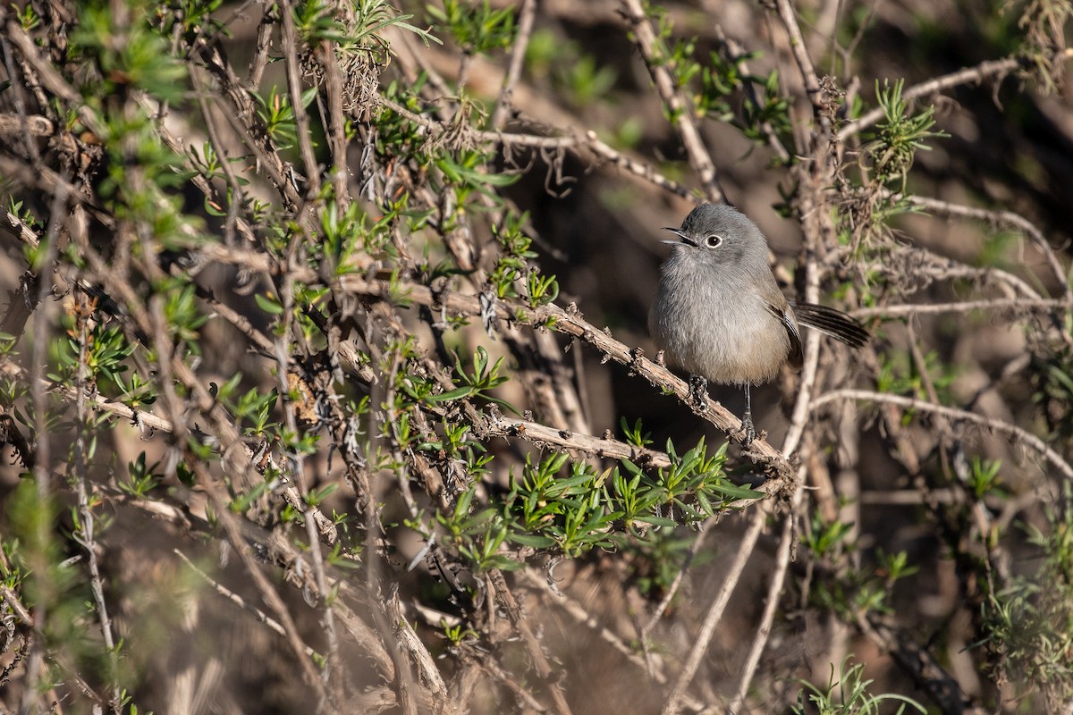 California Gnatcatcher - Anonymous