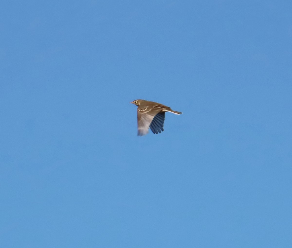 American Pipit - ML269340061