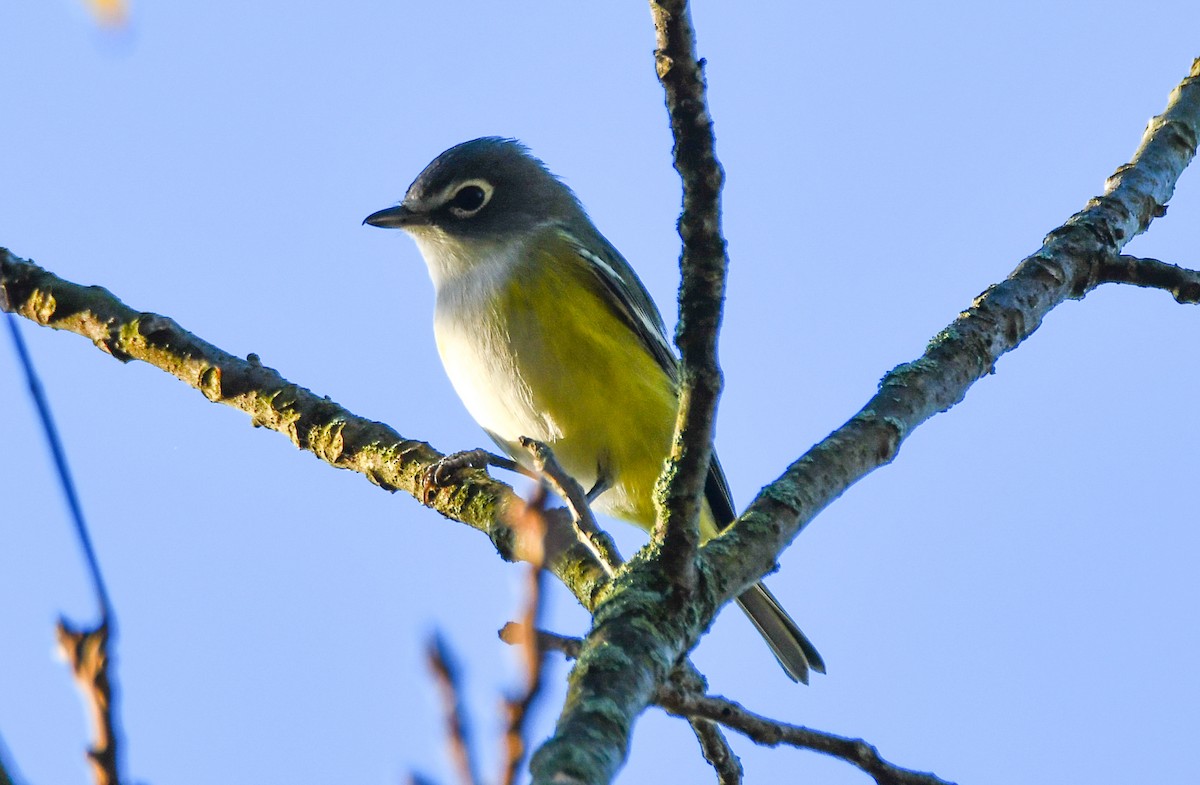 Blue-headed Vireo - ML269340381