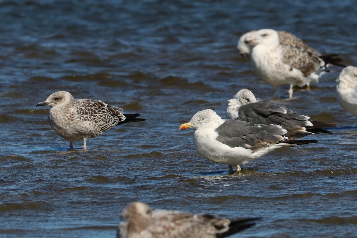 Lesser Black-backed Gull - ML269340441