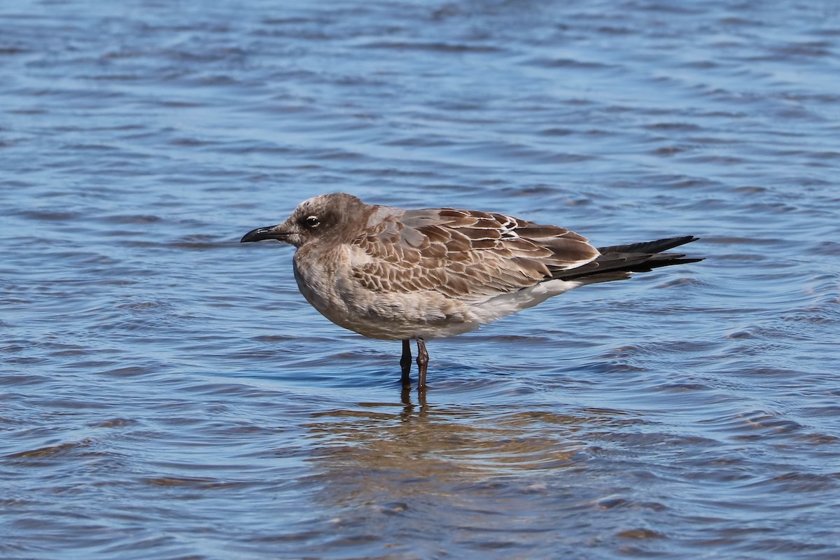 Laughing Gull - Brenda Bull