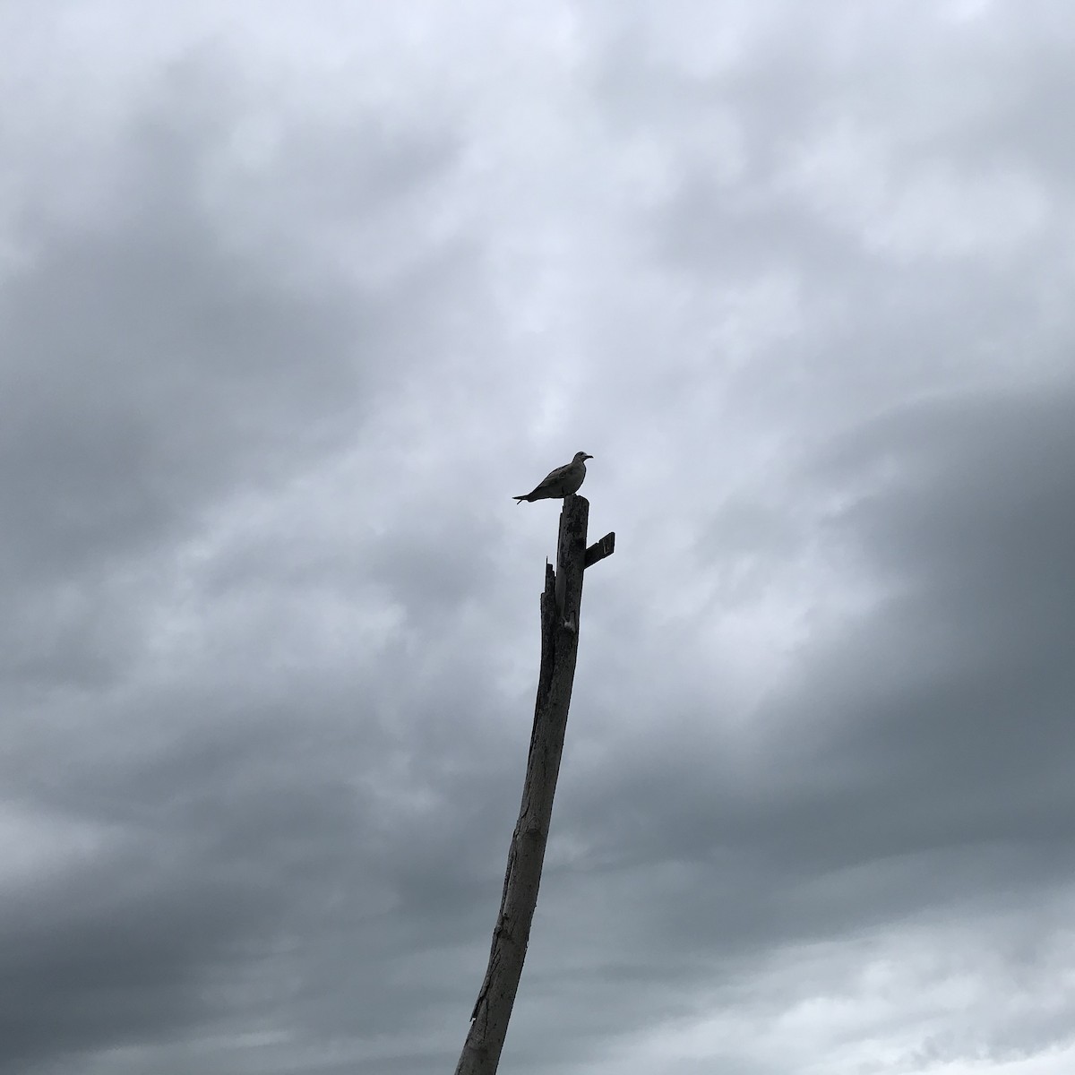 Herring Gull - José Gabriel López Villegas