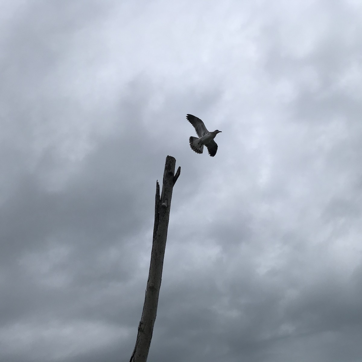 Herring Gull - ML269341891