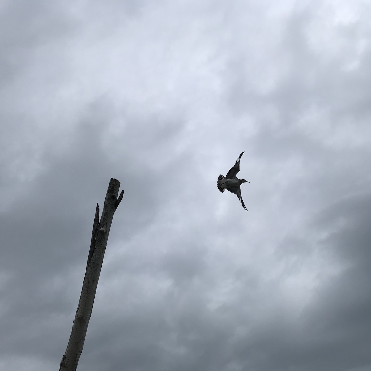 Herring Gull - José Gabriel López Villegas