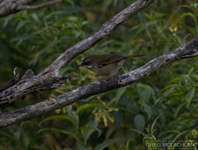 White-browed Scrubwren (White-browed) - ML26934421