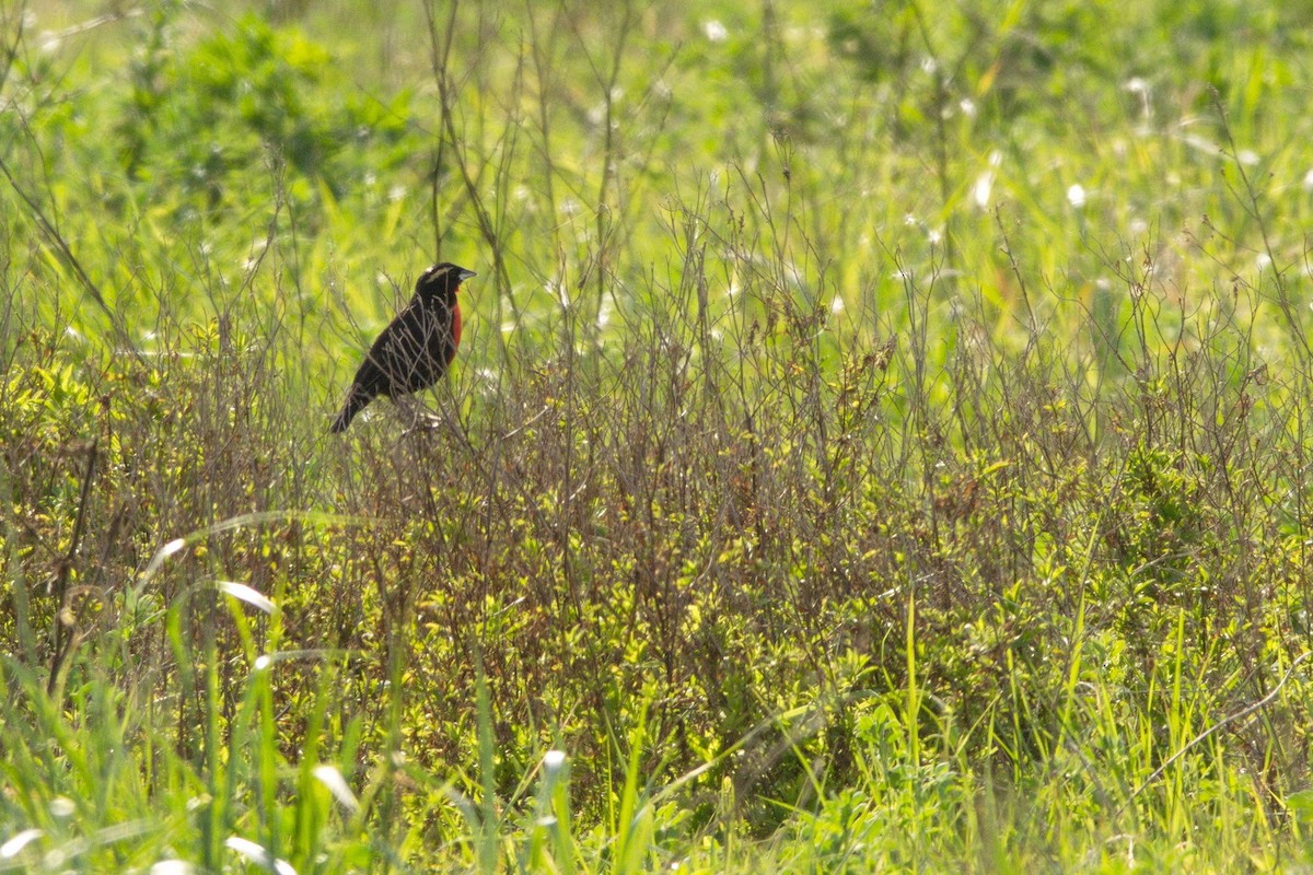 White-browed Meadowlark - ML269347921