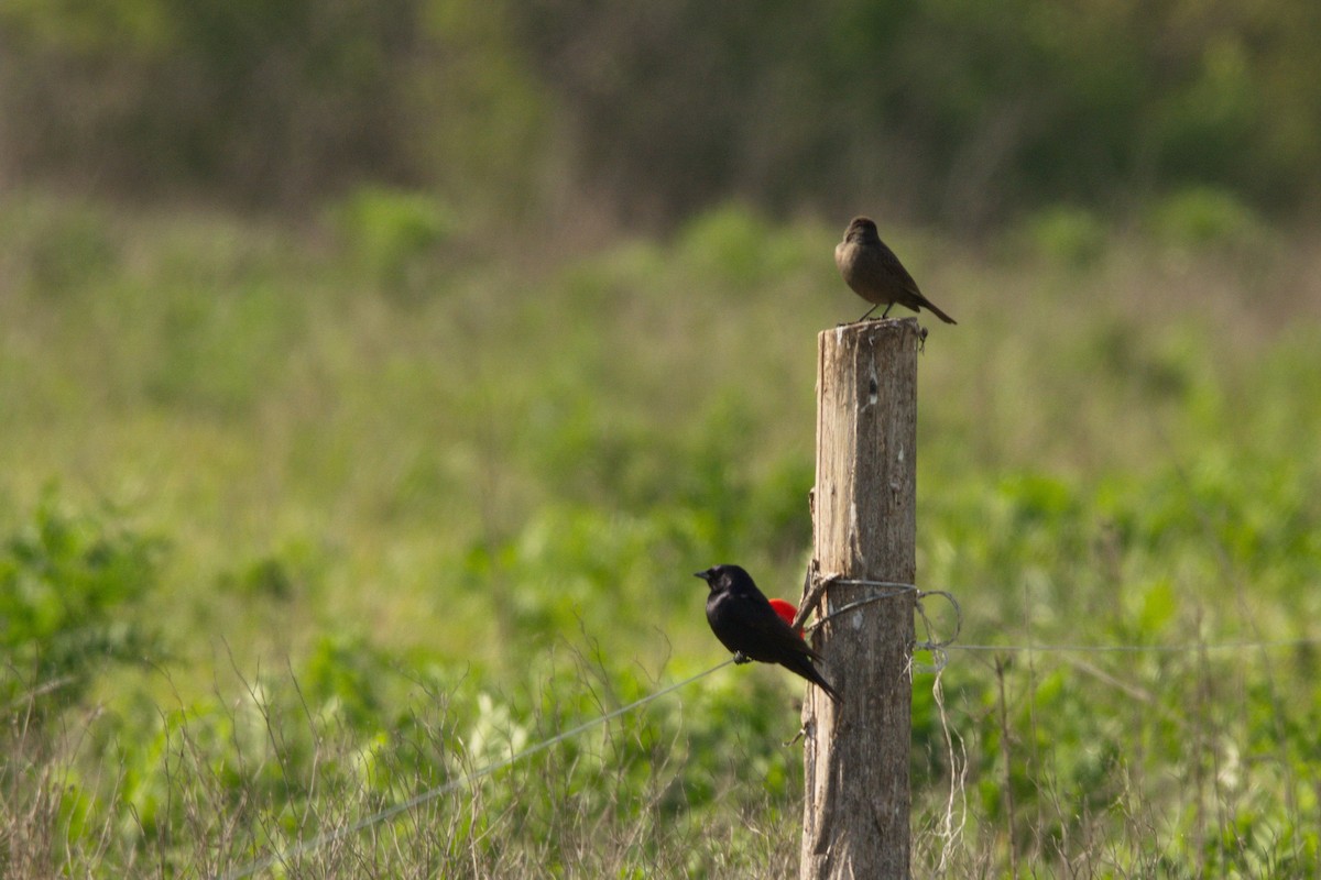 Shiny Cowbird - Leonel Melvern