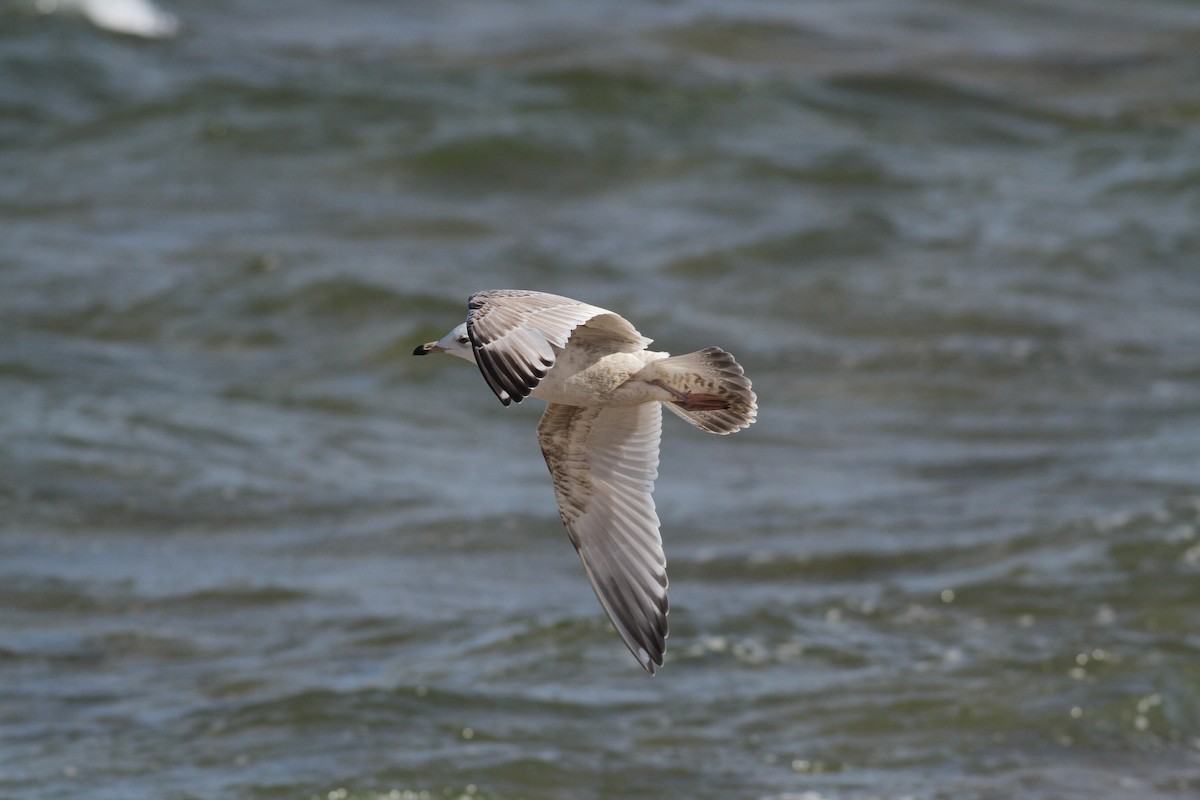 Iceland Gull (Thayer's) - ML26934861