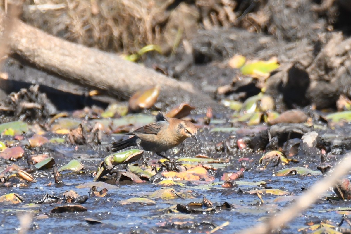 Rusty Blackbird - Ted Bradford