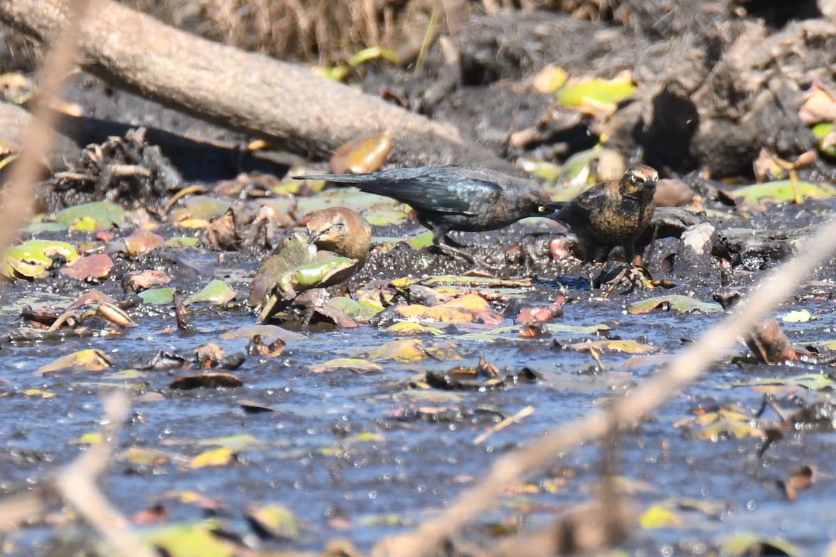 Rusty Blackbird - ML269350291