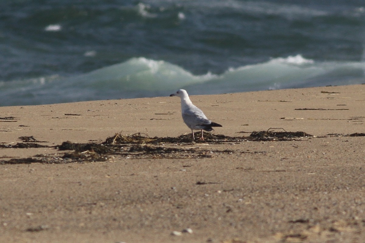 Iceland Gull (Thayer's) - ML26935041