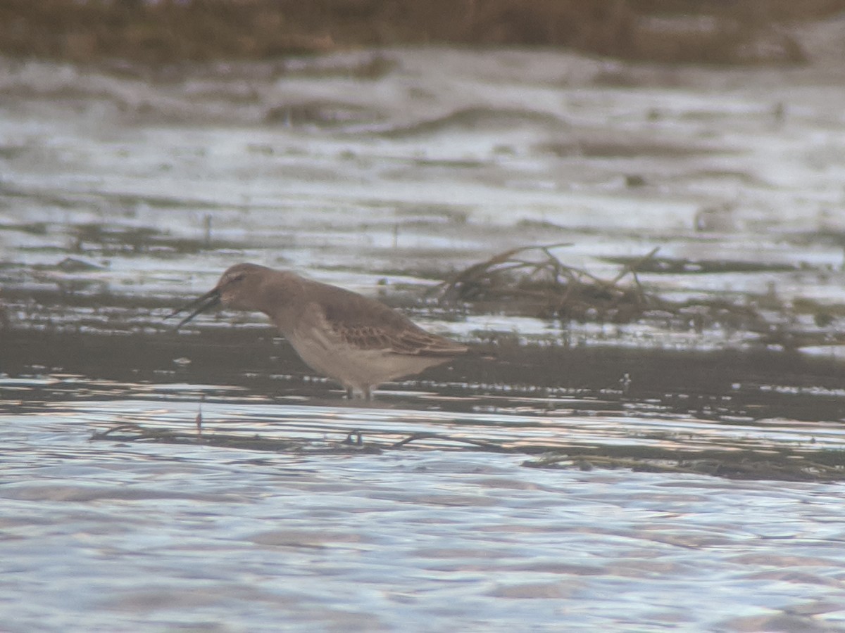 Dunlin - ML269350591