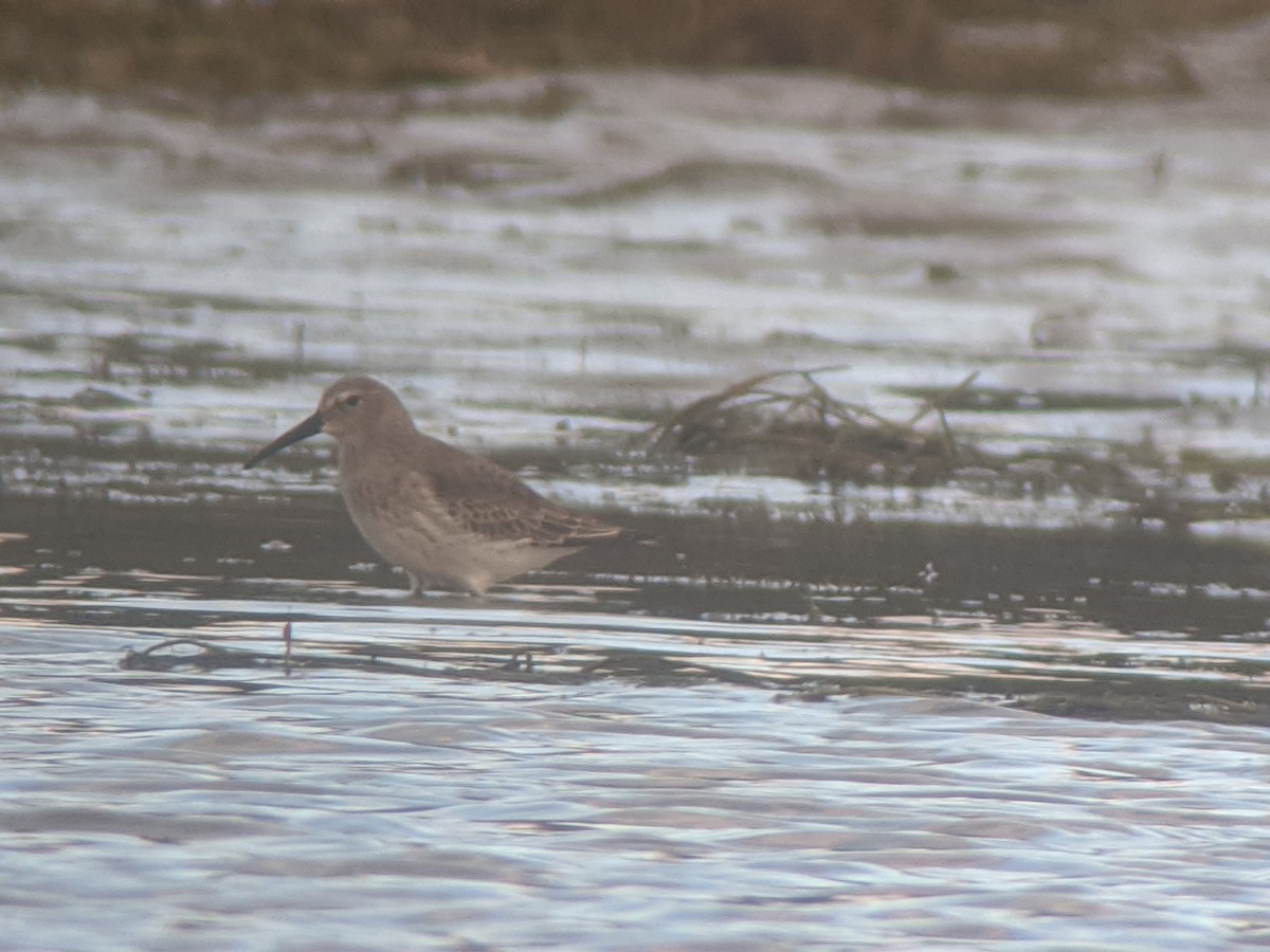 Dunlin - ML269350601