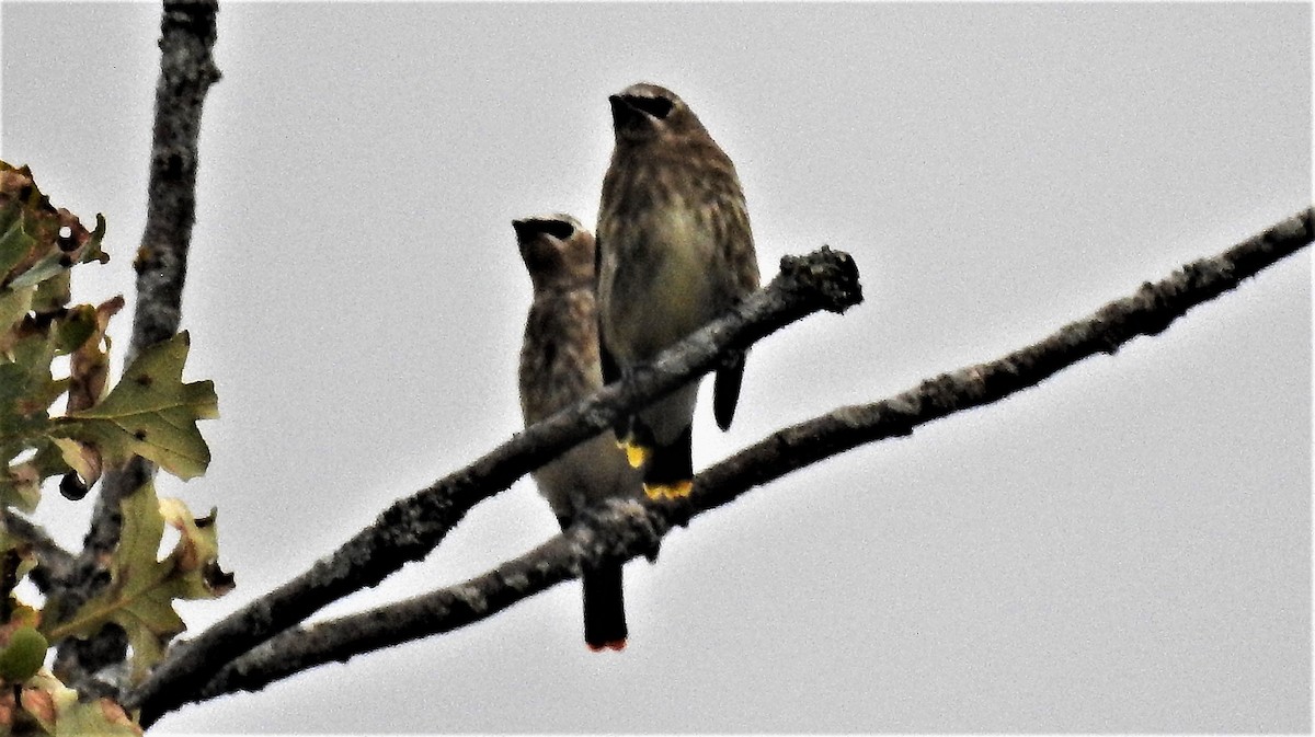 Cedar Waxwing - ML269352821