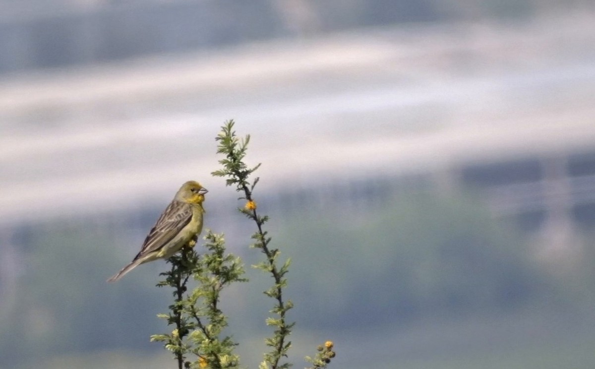 Grassland Yellow-Finch - ML269353871