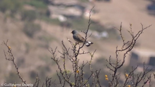 Band-tailed Sierra Finch - ML269354111