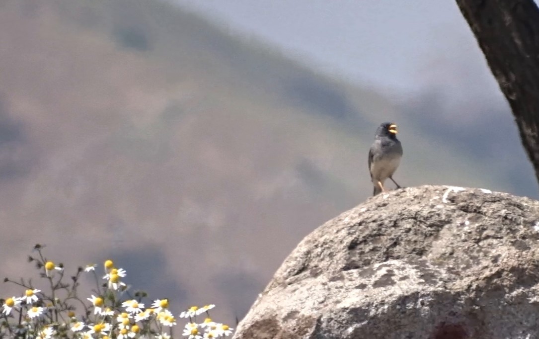 Band-tailed Sierra Finch - ML269354281