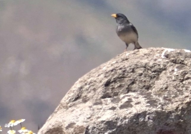 Band-tailed Sierra Finch - ML269354321