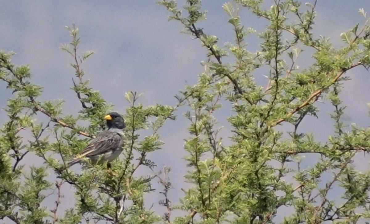 Band-tailed Sierra Finch - ML269354351