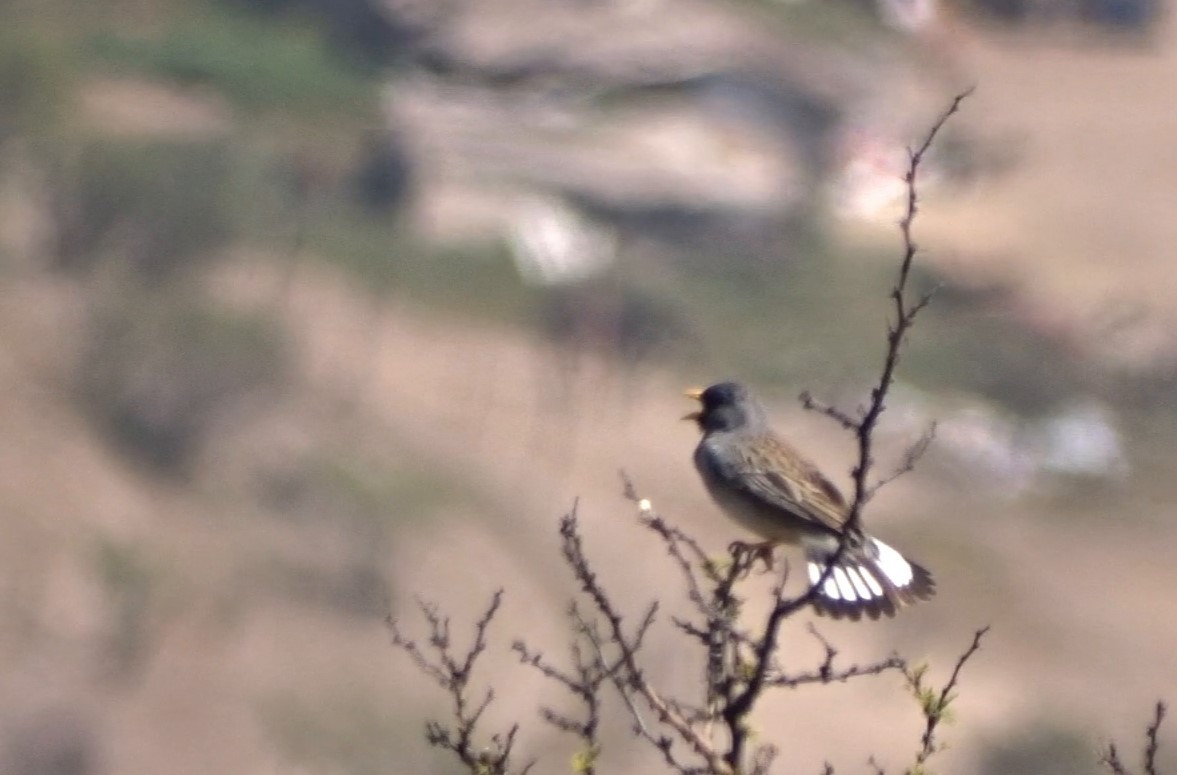 Band-tailed Sierra Finch - ML269354401