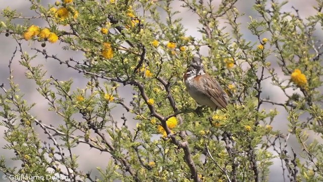 Rufous-collared Sparrow - ML269354581