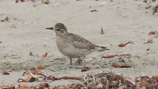 Pacific Golden-Plover - ML269354851