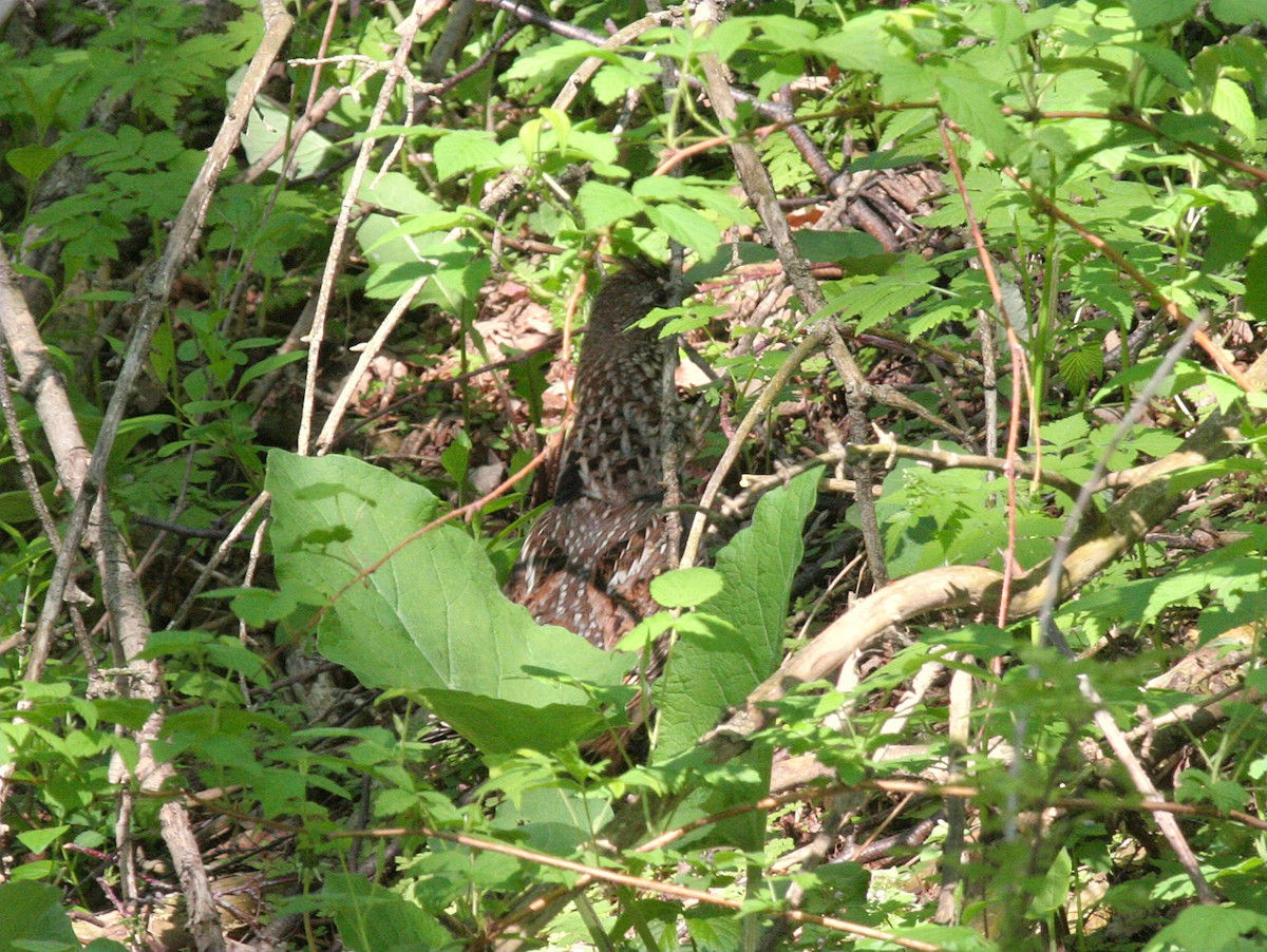 Ruffed Grouse - ML269355721