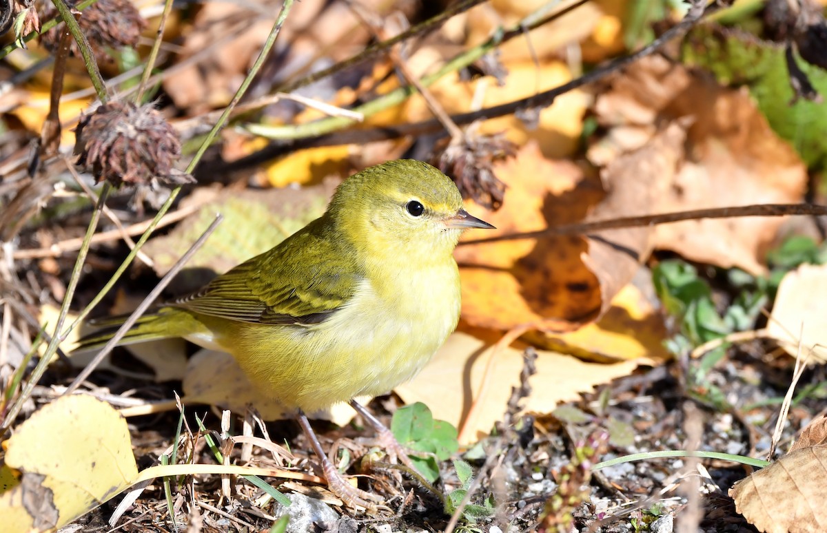 Tennessee Warbler - ML269356491