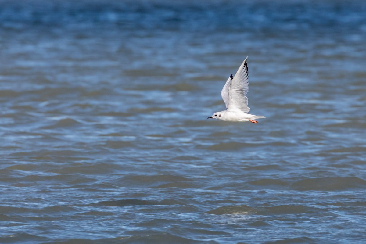 Bonaparte's Gull - Ric mcarthur