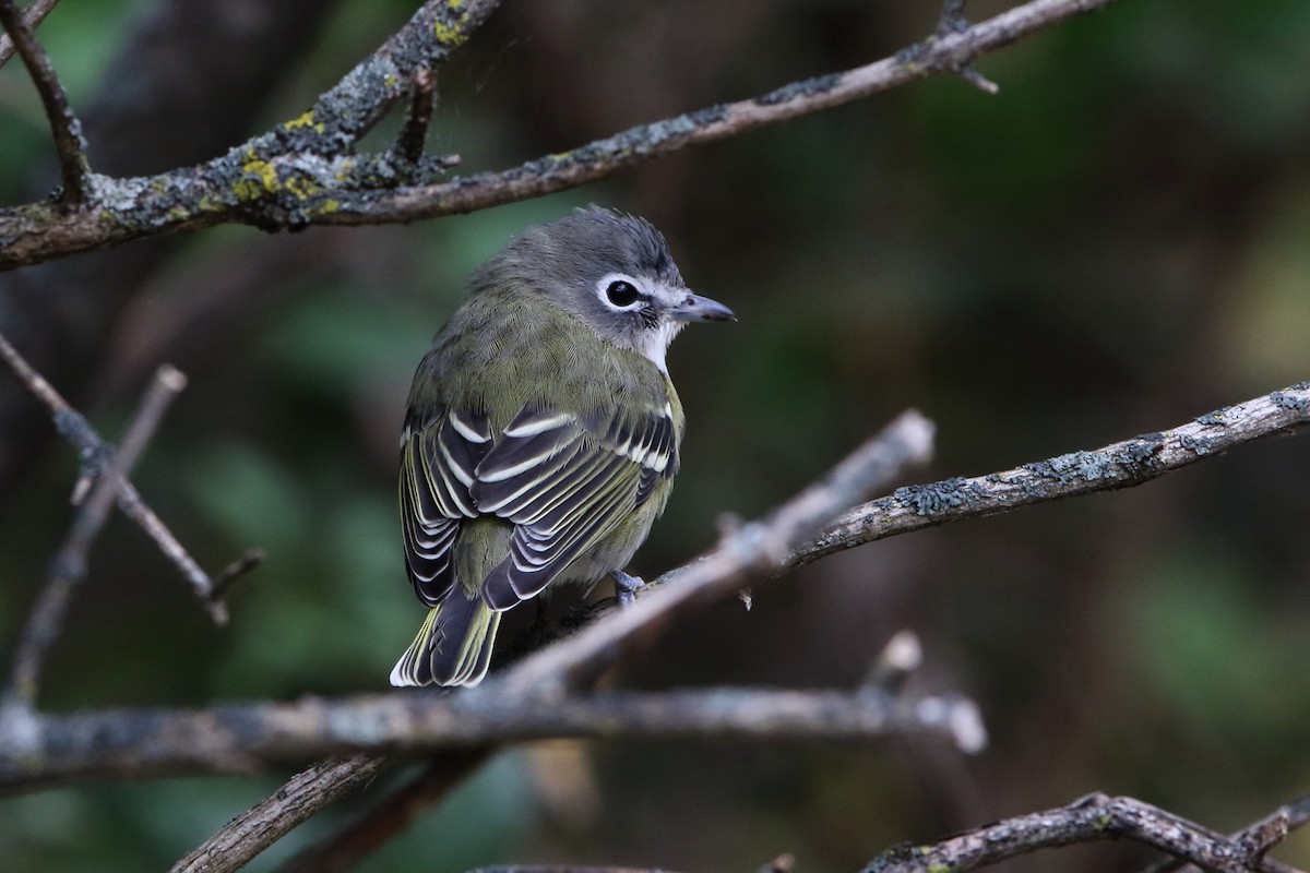 Blue-headed Vireo - Gang Wu