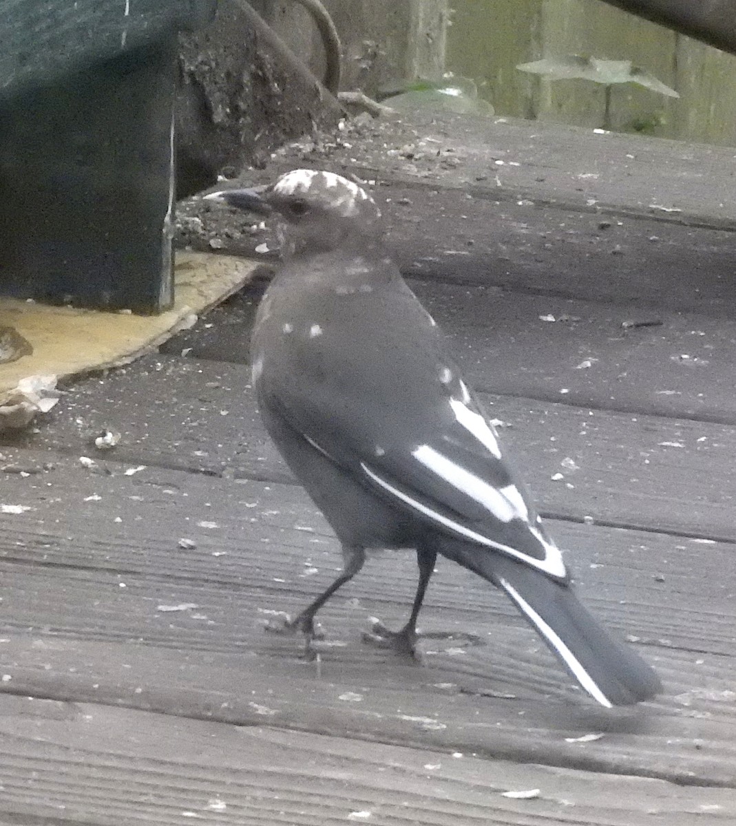 Brewer's Blackbird - ML269358711