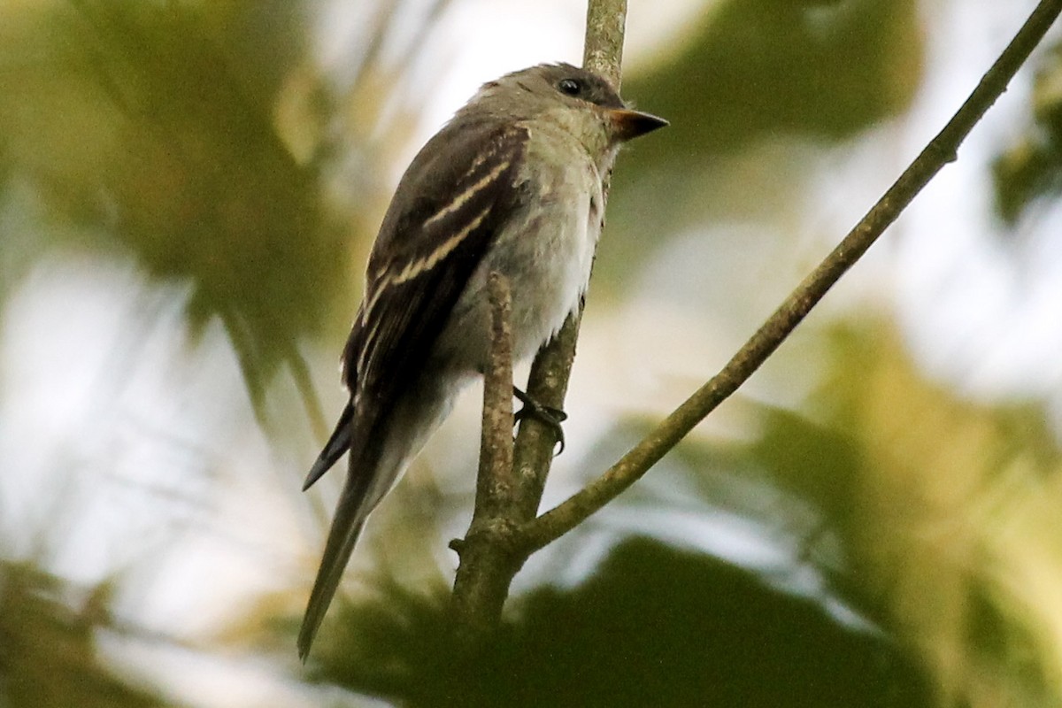 Eastern Wood-Pewee - ML269358771