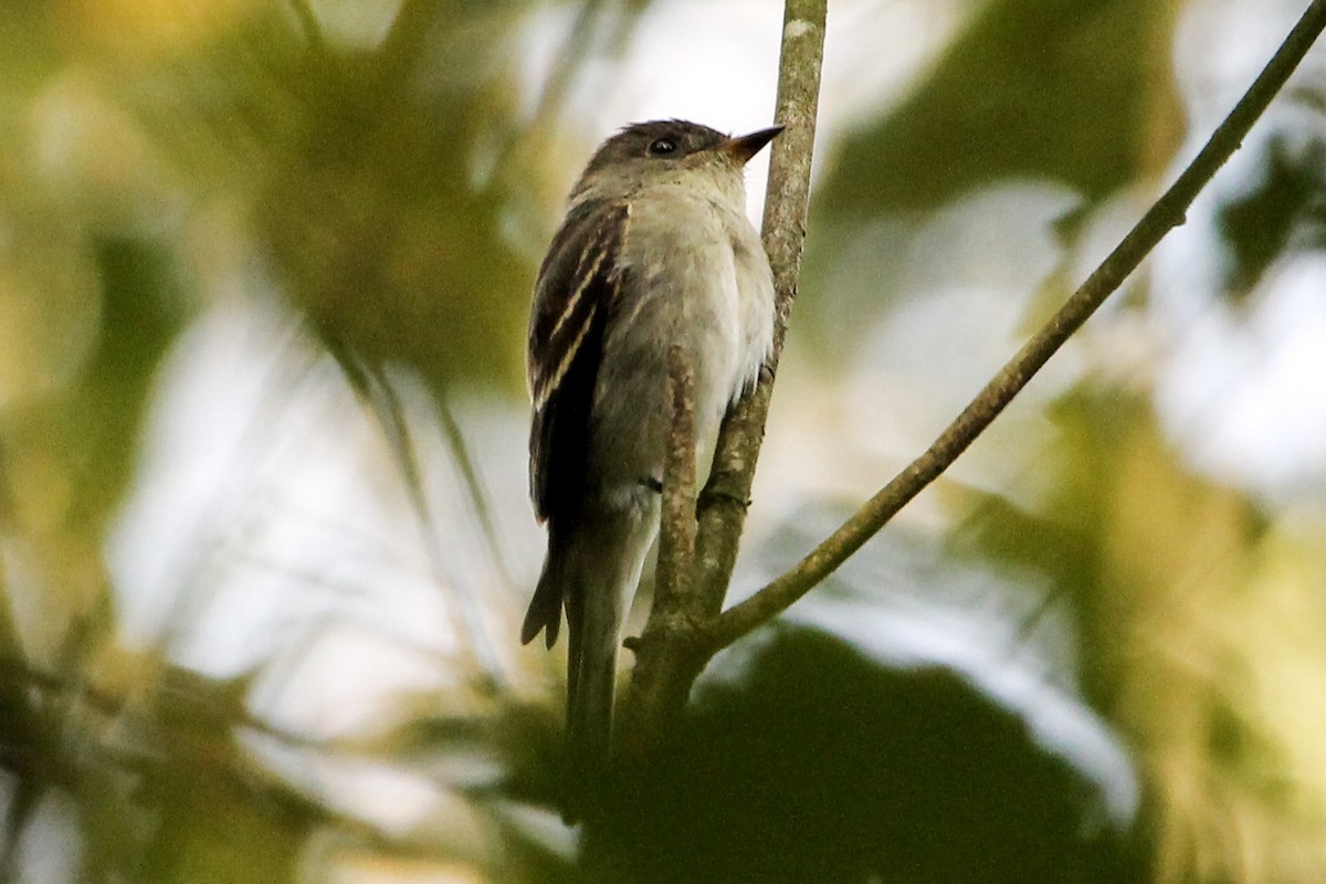 Eastern Wood-Pewee - ML269358781